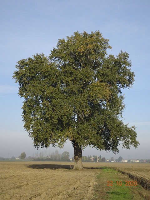 thumbs//Alberi_monumentali/DSC02479-med.jpg