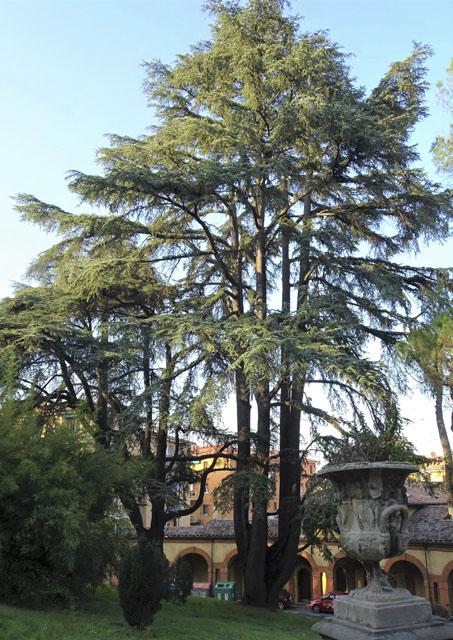 thumbs//Alberi_monumentali/DSC02958%20Libro-med.jpg