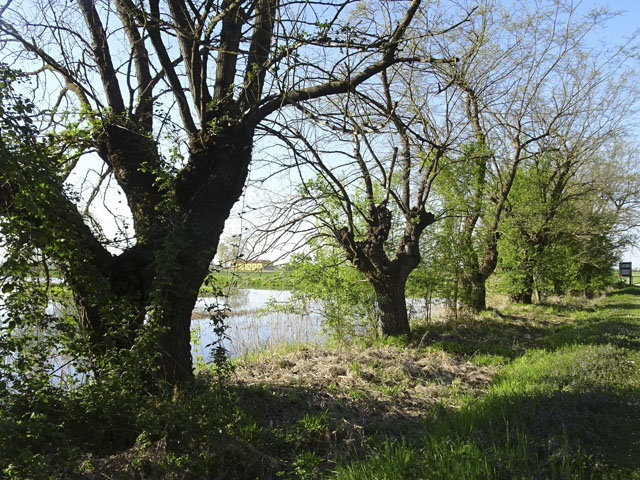 thumbs//Alberi_monumentali/DSC03503-med.jpg