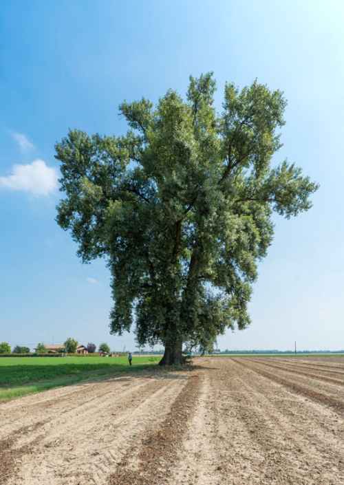 thumbs/Alberi_monumentali/_SCA0309-med.jpg