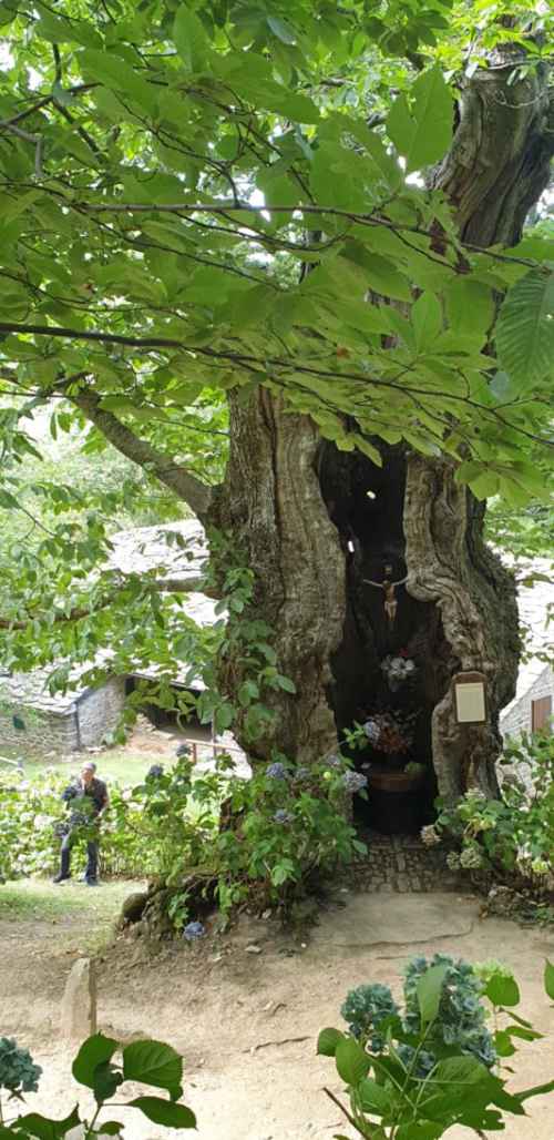 thumbs/Alberi_monumentali/prov_bologna/Castagno_Tresana_Alto%20Reno%20Terme_Ghedini%20(1)-med.jpg