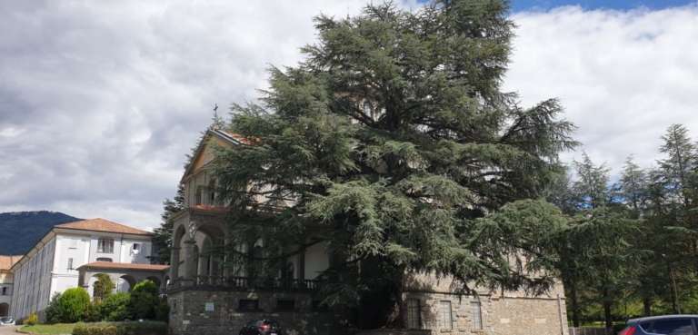 thumbs/Alberi_monumentali/prov_parma/Cedro%20dellAtlante_Bedonia%20(1)-med.jpg