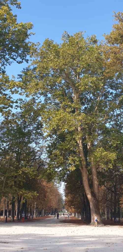 thumbs/Alberi_monumentali/prov_parma/Platano(insieme%20om.)_Parma_Parco%20Ducale_20230919_103533-med.jpg