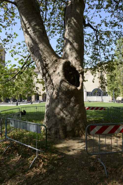 thumbs/Alberi_monumentali/prov_parma/Platano(insieme%20om.)_Parma_Via%20Garibaldi__SCA3181-med.jpg