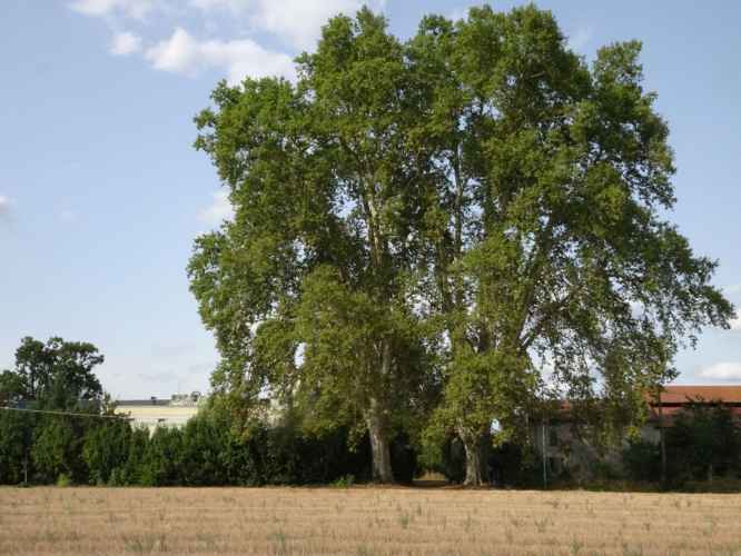 thumbs/Alberi_monumentali/prov_parma/Platano(insieme%20om.)_Sissa%20Trecasali_Favaletto%20(30)-med.jpg