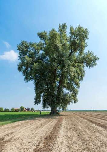 thumbs/Alberi_monumentali/_SCA0309-med.jpg