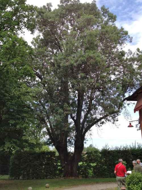 thumbs//Alberi_monumentali/prov_bologna/14845-med.jpg