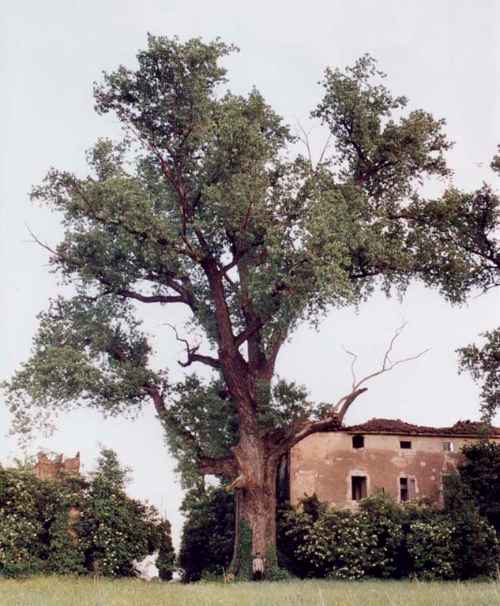 thumbs//Alberi_monumentali/prov_bologna/6782-med.jpg