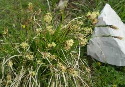 thumbs//FLORA/flora_Ca-Cer/Carex_sempervirens_VincenzoVolonterio-med.jpg