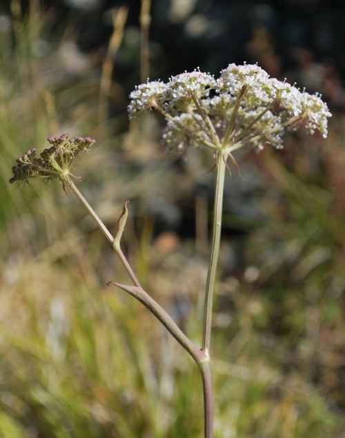 thumbs//FLORA/flora_Ca-Cer/Cervaria_rivini_MaurizioGobbato-med.jpg