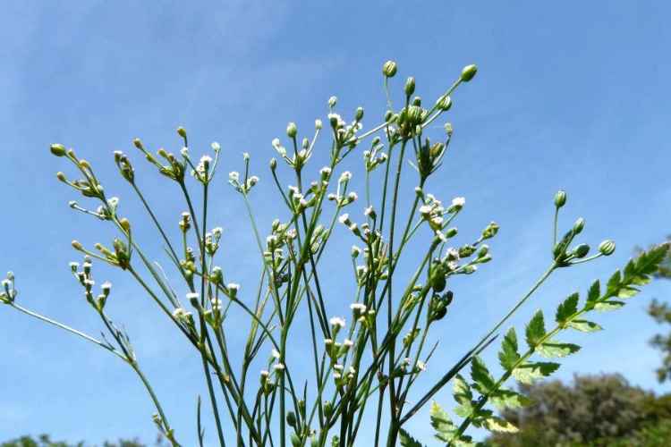 thumbs//FLORA/flora_Pa-Pit/Petroselinum_segetum_UmbertoLodesani-med.jpg